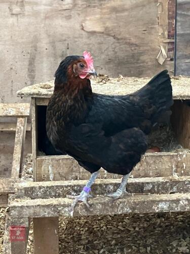 PAIR OF COPPER MARAN X HYBRIDS - BIDS PER LIFE