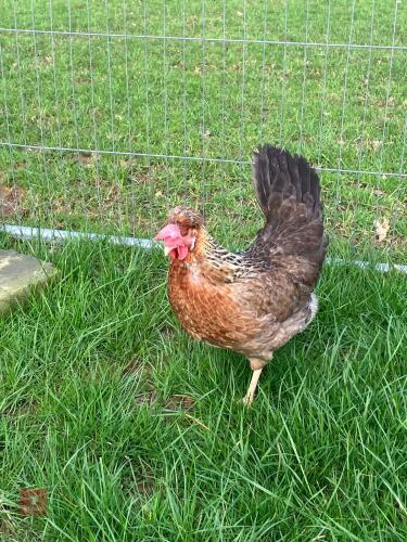 COPPER MARAN HEN & CREAM LEGBAR COCK - BIDS PER LIFE