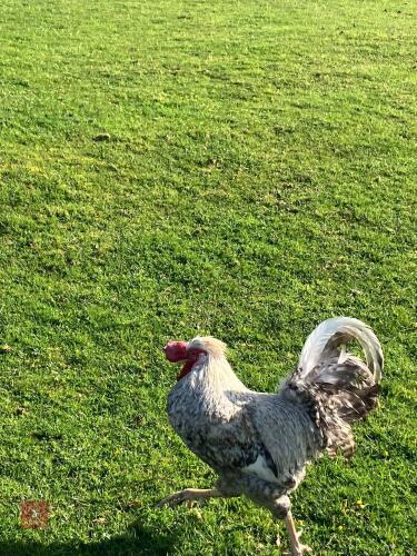 PAIR OF COPPER MARAN X LEGBARS - BIDS PER LIFE