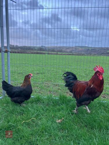 PAIR OF COPPER MARANS - BIDS PER LIFE