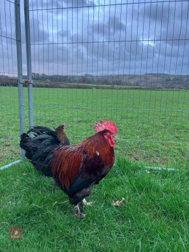 PAIR OF COPPER MARANS - BIDS PER LIFE
