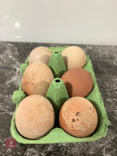 6 RHODE ISLAND RED X HATCHING EGGS - BIDS FOR THE GROUP