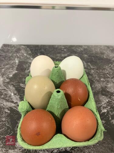 6 MIXED HATCHING EGGS - BIDS FOR THE GROUP