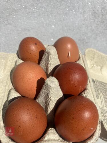 6 COPPER MARAN X LEGBAR HATCHING EGGS - BIDS FOR THE GROUP
