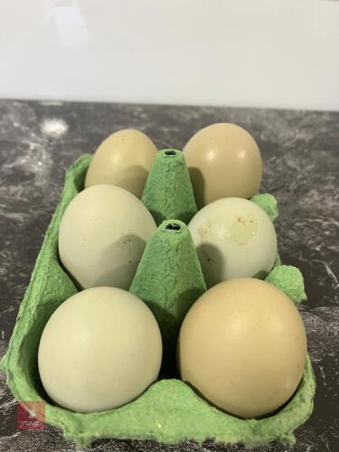 6 OLIVE EGGER HATCHING EGGS - BIDS FOR THE GROUP