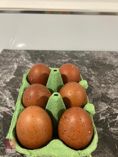 6 PUREBRED COPPER MARAN HATCHING EGGS - BIDS FOR THE GROUP