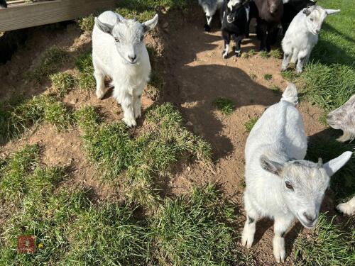 2 PYGMY WETHER GOATS - BIDS PER LIFE
