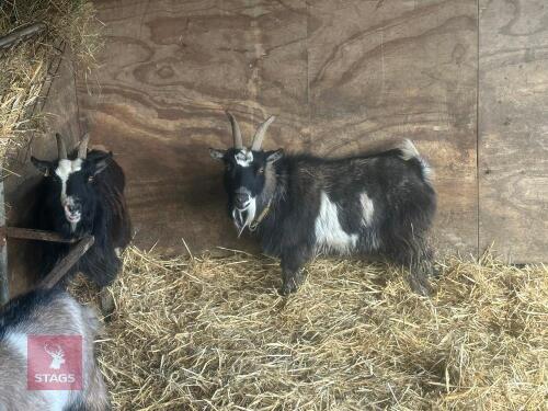 2 PYGMY NANNY GOATS - BIDS PER LIFE