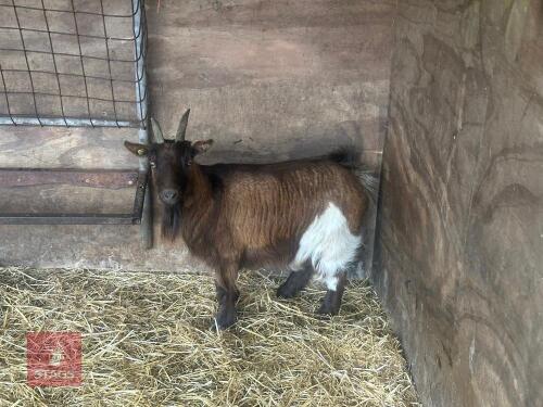 2YO PYGMY NANNY GOAT