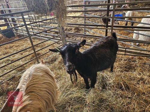 3YO PYGMY NANNY GOAT