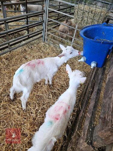 2 SAANEN DOELING KIDS - BIDS PER LIFE