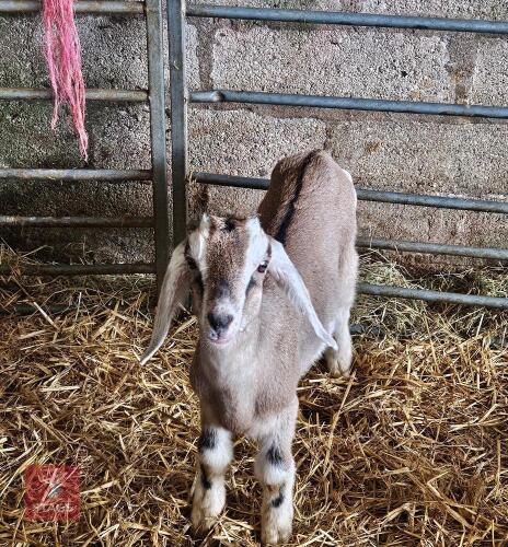 2 ANGLO NUBIAN DOELING KIDS - BIDS PER LIFE