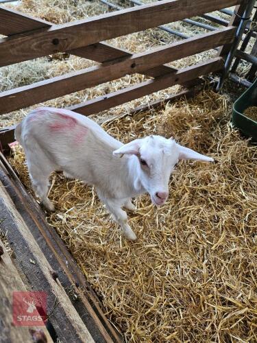 2 X 2MO SAANEN DOELING KIDS - BIDS PER LIFE