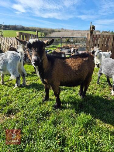 4YO PYGMY NANNY GOAT