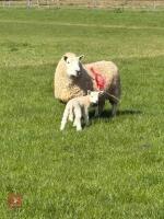 TEXEL X BM EWE & WETHER LAMB - BIDS FOR THE GROUP