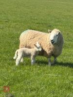 TEXEL X BM EWE & WETHER LAMB - BIDS FOR THE GROUP - 3