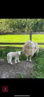 TEXEL X 6T EWE & WETHER LAMB - BIDS FOR THE GROUP