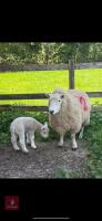 TEXEL X 6T EWE & WETHER LAMB - BIDS FOR THE GROUP - 2