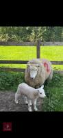 TEXEL X 6T EWE & WETHER LAMB - BIDS FOR THE GROUP - 3