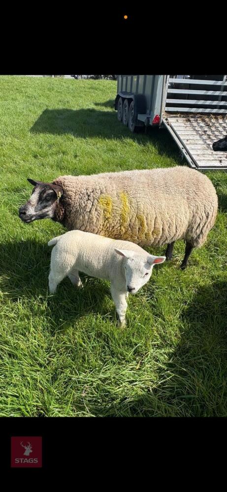 7YO PEDIGREE BLUE TEXEL EWE & LAMB - BIDS FOR THE GROUP