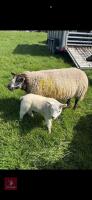 7YO PEDIGREE BLUE TEXEL EWE & LAMB - BIDS FOR THE GROUP