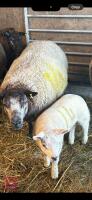 7YO PEDIGREE BLUE TEXEL EWE & LAMB - BIDS FOR THE GROUP - 2
