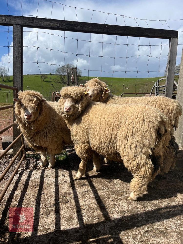 3 PUREBRED POlL DORSET EWE HOGGS - BIDS PER LIFE