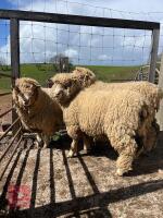 3 PUREBRED POlL DORSET EWE HOGGS - BIDS PER LIFE - 2