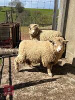 2 PUREBRED POLL DORSET EWE HOGGS - BIDS PER LIFE