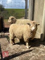 2 PUREBRED POLL DORSET EWE HOGGS - BIDS PER LIFE - 2