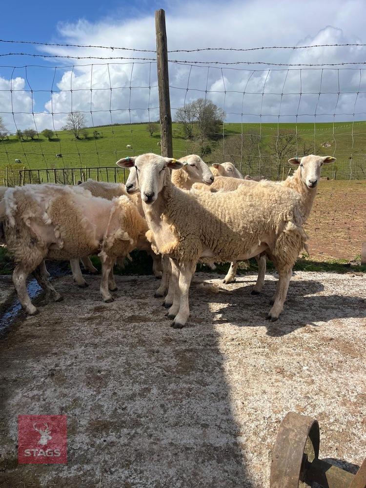 7 EASYCARE EWE HOGGS - BIDS PER LIFE