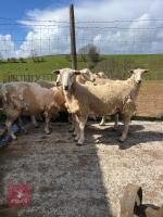 7 EASYCARE EWE HOGGS - BIDS PER LIFE