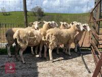 7 EASYCARE EWE HOGGS - BIDS PER LIFE - 2
