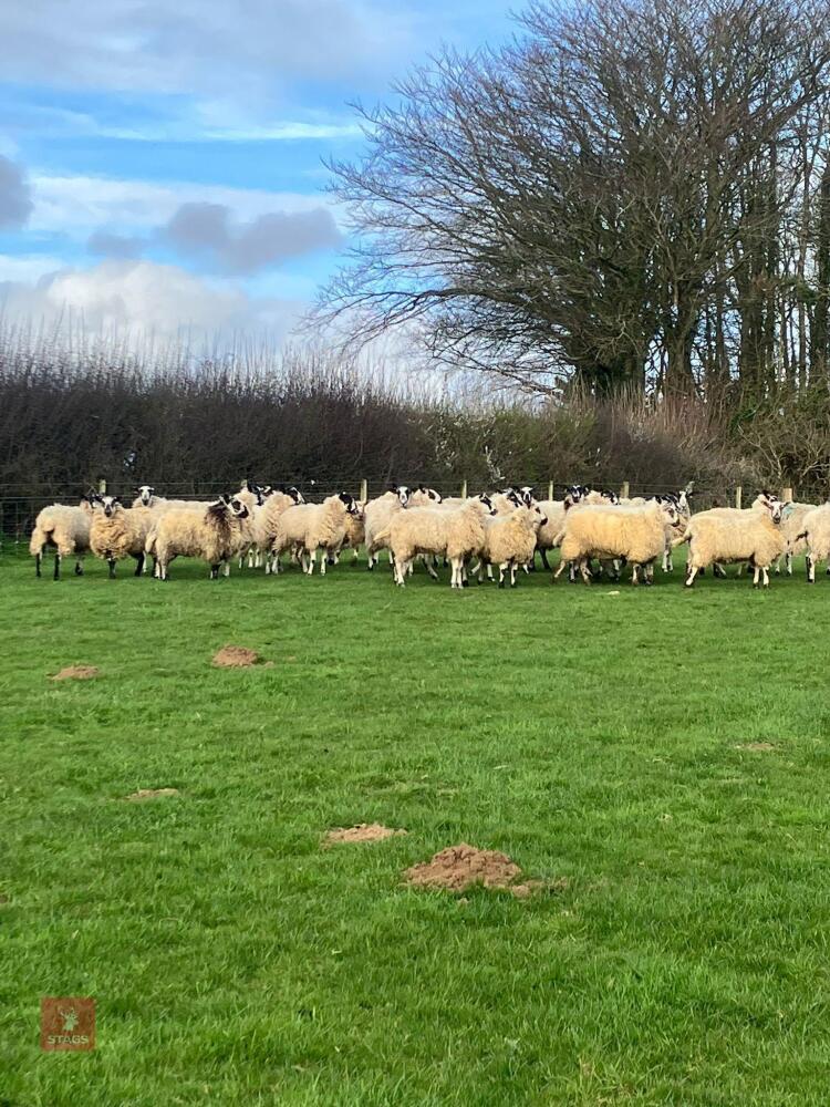 32 NORTH COUNTRY & WELSH MULE EWE HOGGS - BIDS PER LIFE