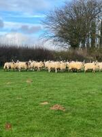 32 NORTH COUNTRY & WELSH MULE EWE HOGGS - BIDS PER LIFE