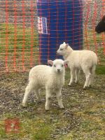 2 X 4WK TEXEL X CHEVIOT LAMBS - BIDS PER LIFE