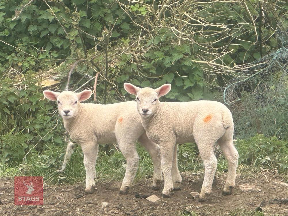 2 TEXEL X WETHER LAMBS - BIDS PER LIFE