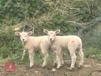 2 TEXEL X WETHER LAMBS - BIDS PER LIFE
