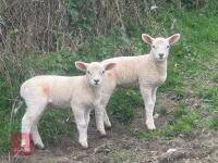 2 TEXEL X WETHER LAMBS - BIDS PER LIFE - 2
