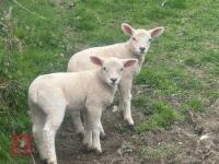 2 TEXEL X WETHER LAMBS - BIDS PER LIFE - 3
