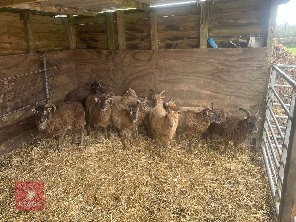 8 FLOCK AGE SOAY EWES & 4 HOGGS - BIDS PER LIFE