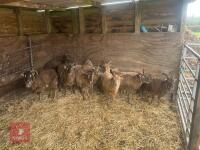 8 FLOCK AGE SOAY EWES & 4 HOGGS - BIDS PER LIFE