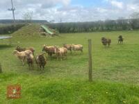 8 FLOCK AGE SOAY EWES & 4 HOGGS - BIDS PER LIFE - 2