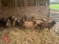 8 FLOCK AGE SOAY EWES & 4 HOGGS - BIDS PER LIFE - 3