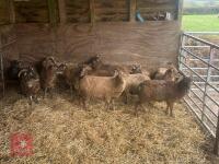 8 FLOCK AGE SOAY EWES & 4 HOGGS - BIDS PER LIFE - 4