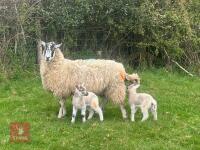 MULE 6T EWE & 2 TEXEL LAMBS AT FOOT - BIDS PER LIFE