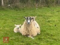 MULE 6T EWE & 2 TEXEL LAMBS AT FOOT - BIDS PER LIFE - 2