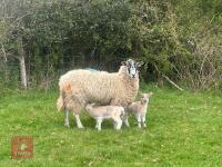 MULE 6T EWE & 2 TEXEL LAMBS AT FOOT - BIDS PER LIFE - 4