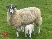 MULE 6T EWE & 2 TEXEL LAMBS AT FOOT - BIDS PER LIFE - 6