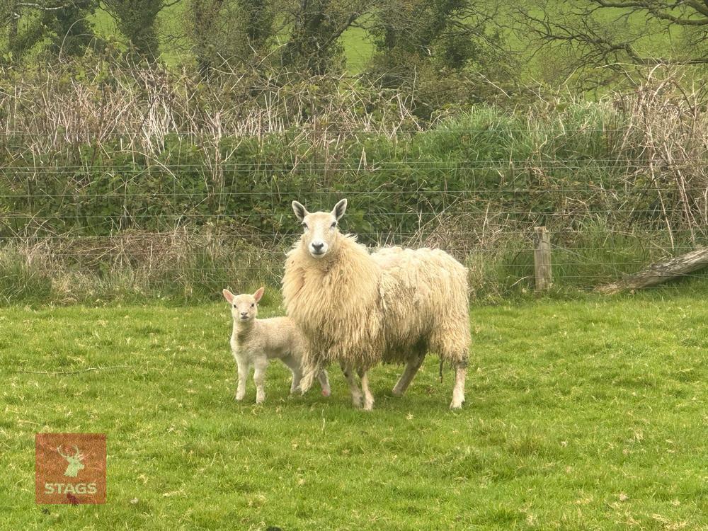 2 CHEVIOT 2T EWES & 2 TEXEL X LAMBS - BIDS PER LIFE